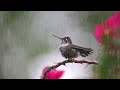 🎧 pluie d oiseaux douce et relaxante dans la nature éliminez l insomnie avec une pluie anti stress