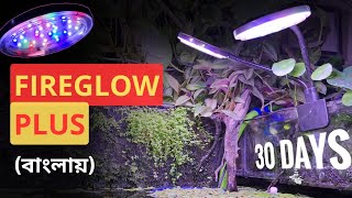 FIREGLOW PLUS (WRGB) | BEST BUDGET FRIENDLY WRGB For PLANTS