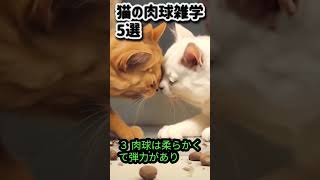 【猫の肉球雑学5選】 #cat #猫のいる生活 #雑学 #ai生成