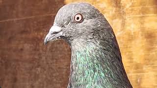 old  NEPALI beast pigeonS.