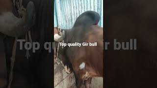 Top Quality 100% pure gir bull Bhavnagar breed line for sale in Hyderabad contact 6309495777 Salman