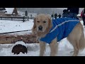 Winter Fun with Pets Sled Rides for Kids Snow Adventures Pet Snow Day Games