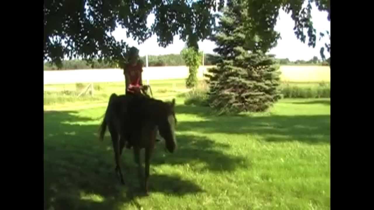 Bareback Horse Riding Youtube