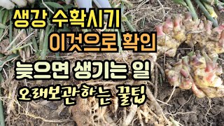 [23-117]생강 수확시기 아는 방법과 늦으면 생기는일, 오래 보관하는 방법은!!