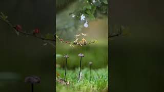 Beauty of nature #nature #short #shortvideo