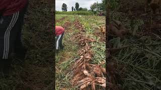 peoples are removing cassava#farming #cassava #agriculture #anime #farmer