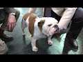 using vets to help judge dogs at crufts 2012