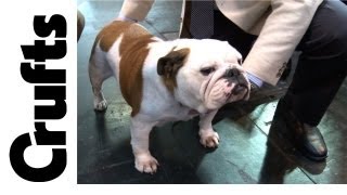 Using Vets to help Judge dogs at Crufts 2012