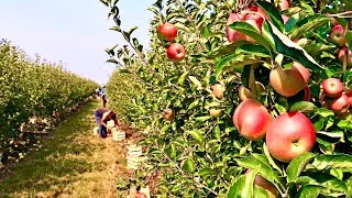 Apple Orchards in Kullu-Manali, Apple Plucking, Grading in Himachal Pradesh
