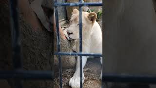 夏風♦㊶ホワイトライオン・白獅子・リズムちゃん・沖縄こどもの国・・・White_Lion・Okinawa Zoo \u0026 Museum(20230502)