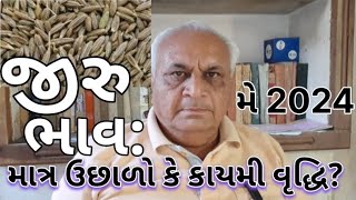 જીરુમાં વધતા ભાવો: સમીક્ષા રિપોર્ટ: માત્ર ઉછાળો કે સ્થિર ભાવ વૃદ્ધિ?