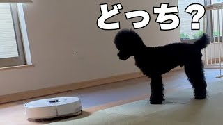 お掃除ロボットの〇〇を確認しようとする愛犬が面白すきたw