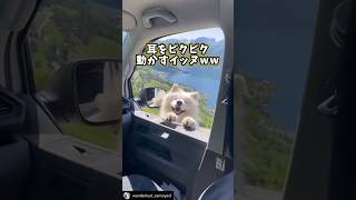 犬さんの動画見て笑ったら寝ろwwwwwwww