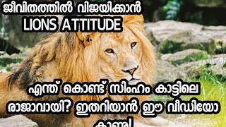 സിംഹം എന്ത് കൊണ്ട് കാട്ടിലെ രാജാവായി|what exactly make the Lion|the king of jungle?