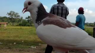 Ciri Ciri Burung Merpati Balap Piyikan Yang Bagus Dari Postur Tubuhnya