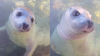 Kayaker Encounters Cute Friendly Seal