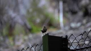 Eurasian Wren Song 1 ミソサザイのさえずり