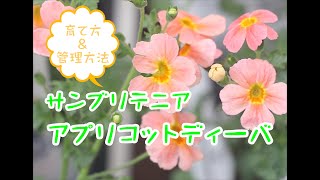 サンブリテニア育て方＆管理方法