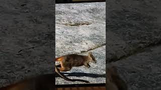 호주/바위 왈라비(rock wallaby) ㅡ 넙적바위가 곧 놀이터네.