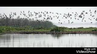 आपल्या मळ्यातील वेगवेगळे पक्षी | 🐦 Birds flying 🐦 |