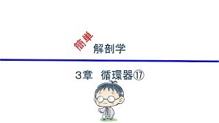 解剖学　3章　循環器⑰(肝門脈)