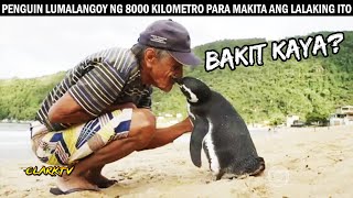 Penguin Lumalangoy ng 8000 kilometro Taon Taon Para lang makita ang Lalaking Ito -  bakit kaya?