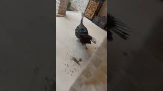 A wild turkey keeps attacking WILDCAT’s house… #shorts