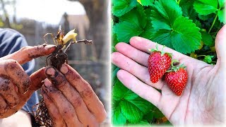 How To Grow AMAZING Strawberries!