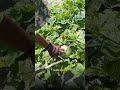 Tembikai Susu | Hanani Agro Farm