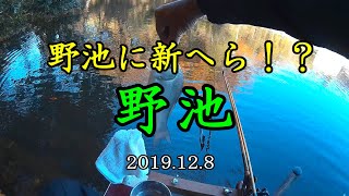 【野池B】小さな池に新へら！？　2019.12.8　붕어낚시  　Herabna fishing