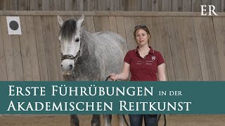 Erste Führübungen in der Akademischen Reitkunst