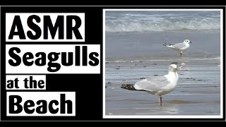 ASMR Seagulls at the Beach for Relaxation and Sleep - No Talking (after intro)