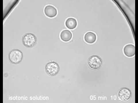 Do plant cells explode?