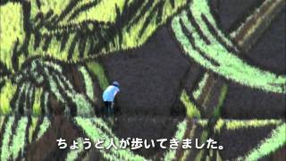 モンちゃん！稲穂で巨大な絵！田んぼアート田舎館村 Crop circles@Aomori Japan