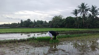 NAGHULIP KAMI AT NAG SABOG NG PATABA