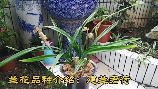 兰花品种介绍：建兰君荷