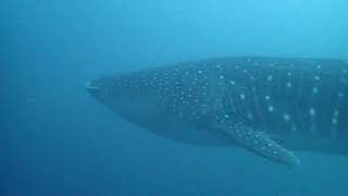 whale shark belongas bay Sep 2022