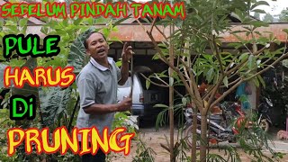 PRUNING TANAMAN PULE ||sebelum di tanam di lahan