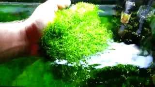 Keep your Riccia moss carpet well trimmed, or this will happen.