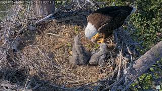 Captiva Eagle Cam - Connie \u0026 Clive 13.01.2025 15:04