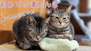 寒すぎるのでゆたんぽを使ってみた猫が、ととのい過ぎてこうなっちゃいました