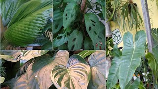 7 Plantas Lindas Com Folhagem De Formato Diferente