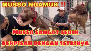 MUSSO NGAMUK ‼️BERPISAH DENGAN ISTRINYA ‼️ SEDIH BANGET