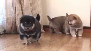 柴犬の3兄弟