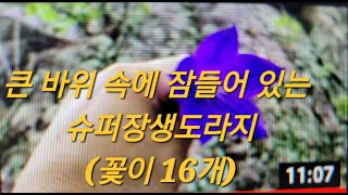 큰 바위 속에  잠들어 있는  슈퍼 장생도라지 (꽃이 16개)