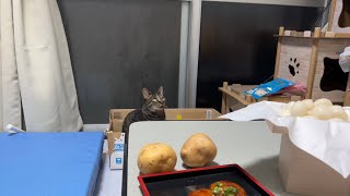 机の上で強い存在感を放つススキが気になるウチのニャンコ（My cat is worried about her strong presence on the desk.）