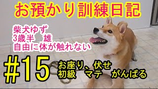 犬のしつけ、訓練　３歳半柴犬　雄　体を自由に触れない　＃15