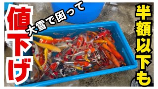 大雪セール錦鯉の価格改定し#koi #koifish