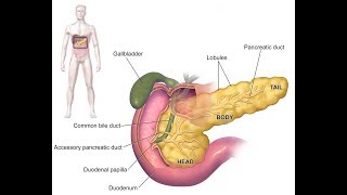 OSCAR-Pancreas/கணையம்/Kanayam