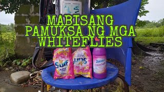 MABISANG PAMATAY  PARA SA  WHITE Flies SA ATING TALONG